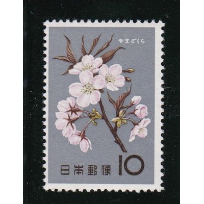 画像1: 花シリーズ・山　桜