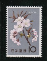 画像: 花シリーズ・山　桜