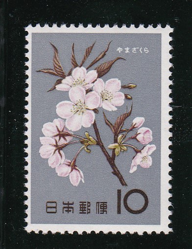 画像1: 花シリーズ・山　桜 (1)